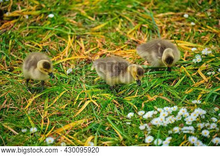 Canada goose goslings on grass