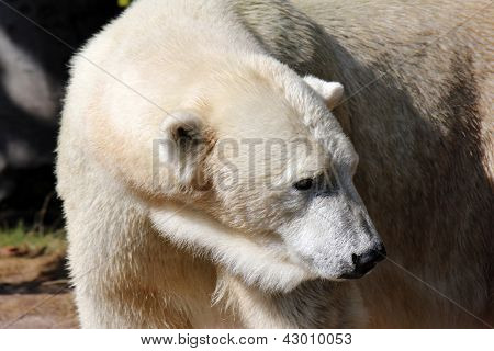 Ice - tai jääkarhu