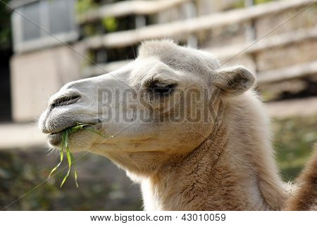 Camel