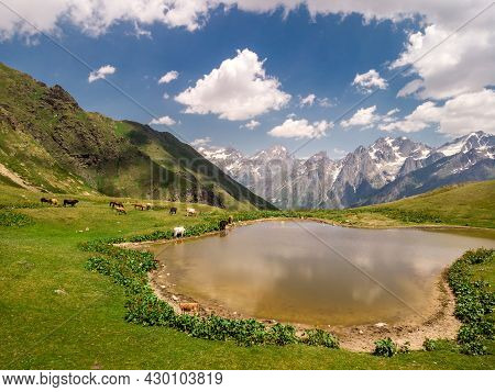 Aerial View At The Koruldi Lakes With Horses And Cows. Mountains At The Background In Caucasus Mount