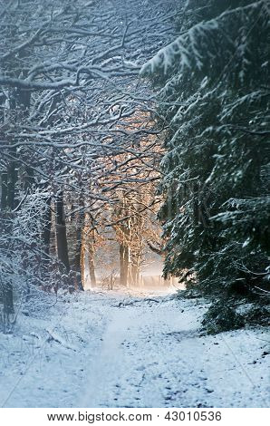 winter  forest