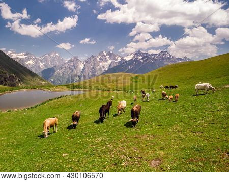 Aerial View At The Koruldi Lakes With Horses And Cows. Mountains At The Background In Caucasus Mount
