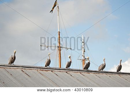Pelicanos em uma linha