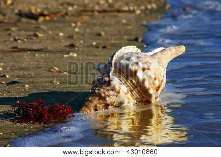 Sea Shell