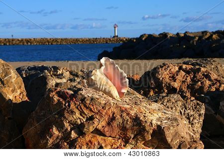 Seashell Rock