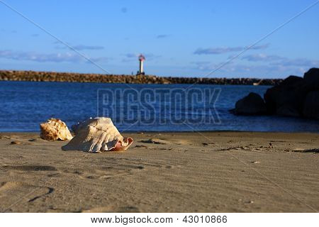 Shell