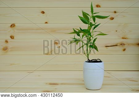 Kariyat Or Andrographis Paniculata In Plant Pot Thai Herbal Medicine Herbs At Wood Wall Background