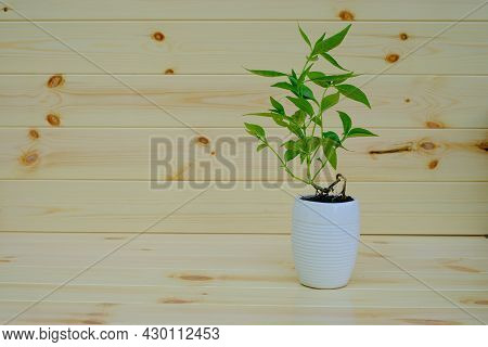 Kariyat Or Andrographis Paniculata In Plant Pot Thai Herbal Medicine Herbs At Wood Wall Background