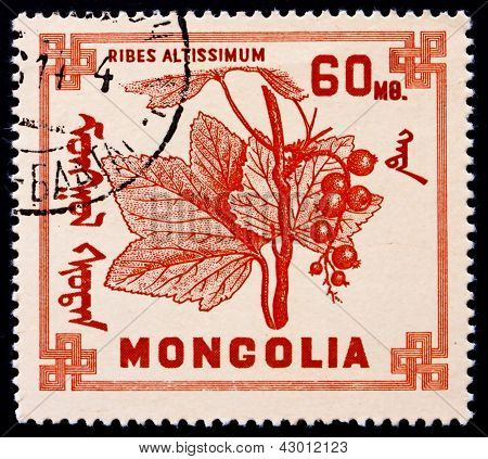 Znaczek Mongolia 1968 Ribes Oncidium, krzew liściasty, F