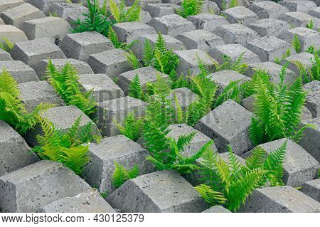 Area Covered With Flexible Concrete Mat To Prevent Erosion, Laid On The Ground, With Ferns Growing T