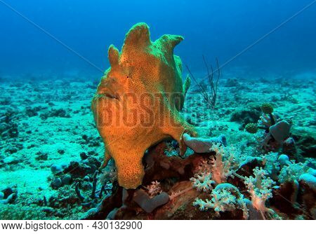 A Yellow Frogfish On Corals Boracay Island Philippines