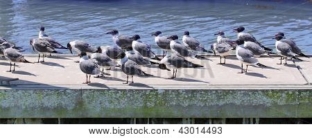 Smích racků (Larus atricilla)