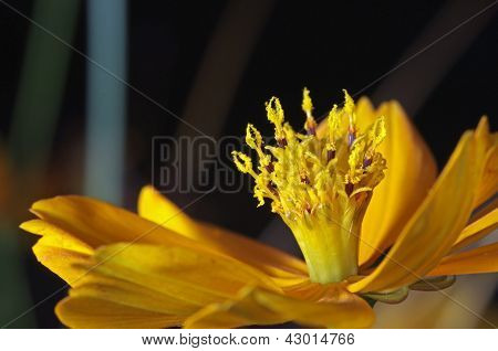 cosmos amarelos