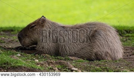 The Capybara, Hydrochoerus Hydrochaeris Is A Mammal Native To South America. It Is The Largest Livin