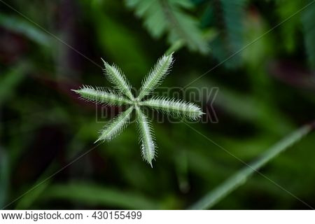 Spiky Green Weed In The Florida Swamp