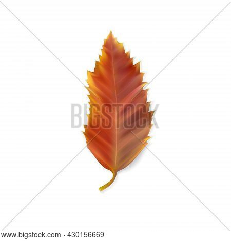 Leaf Of Hackberry (celtis Australis). Reddish Autumn Leaf Isolated On White. Autumn Season. Colorful