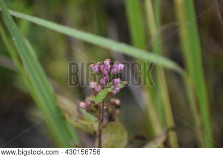 Purple Bushbean Growing Wild In The Swamp