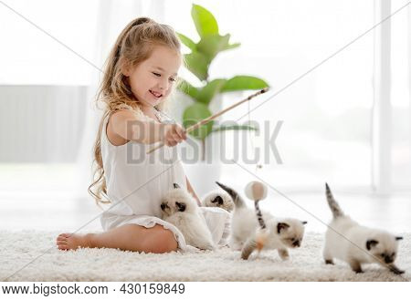 Child girl playing with ragdoll kittens at home. Little female person happy with kitty pets indoors