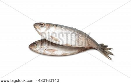 Two Fresh Hilsa Fish Close View On Isolated White Background