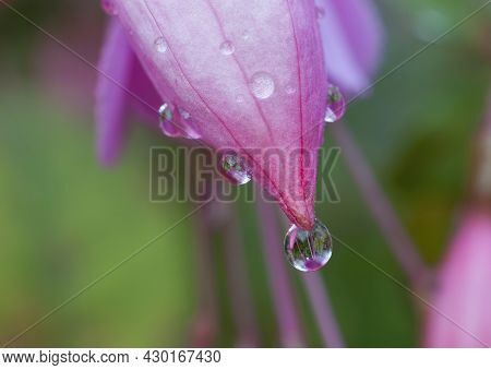 Macro Photograph Of A Water Drop On The Tip Of A Pink Bellflower With The Background Out Of Focus.