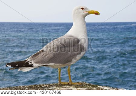 Photograph Of A Seagull In Profile With A Blue Sea In The Background.