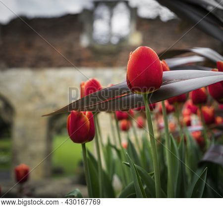 Red Tulips In A Garden Next To A Ruined Wall In The City Of York In United Kingdom.