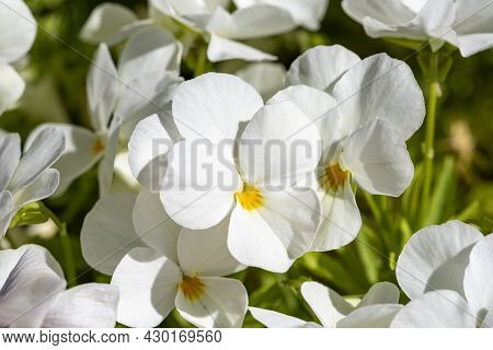 White Horned Violet  Latin Name - Viola Cornuta. White.