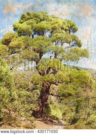 Tall Pine Tree Against The Sky And Mountains. Pinus Brutia. Summer Landscape.  Digital Watercolor Pa
