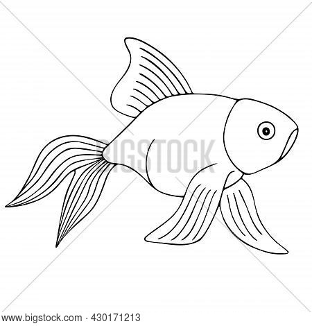 Gold Fish. Sketch. Fantail. Vector Illustration. Outline On White Isolated Background. Inhabitant Of