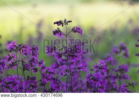 Beautiful Delicate Purple Flowers Of Viscaria Vulgaris Growing In The Meadow In The Summer. Selectiv