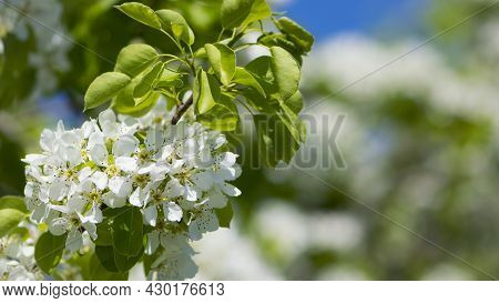 Pear Flowers. Blooming Tree In The Garden. White Delicate Flowers And Green And Young Leaves. Malina
