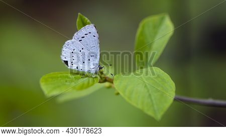 Little Blue Butterfly Sits On A Green Leaf. A Bright Blue Butterfly Sits On A Tree Branch On A Beaut