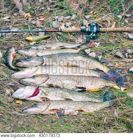 Pikes, Rod And Baitcasting Reel On Dry Grass