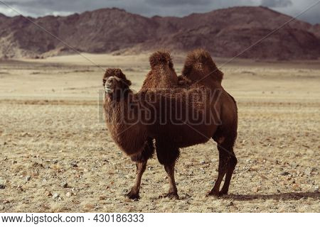 A double-humped camel in the Mongolian steppe.