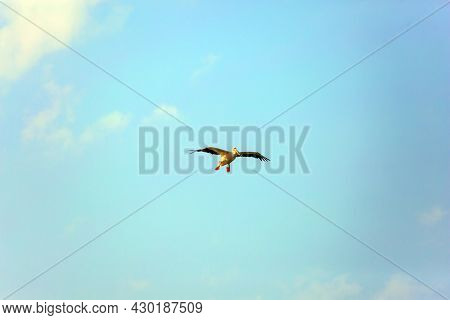 Free flight in the sky. Thousands of pelicans stop in Israel on their way from Europe to Africa. The season of migratory birds. 