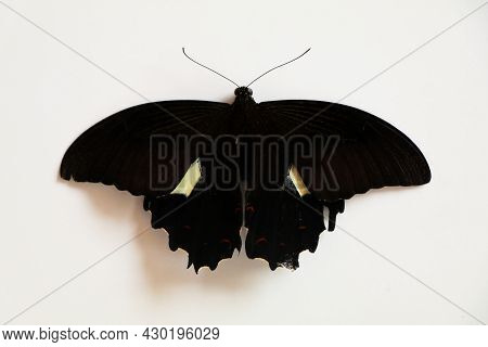 Black Colored Butterfly With A Cream Spot On Its Wings Against White Background