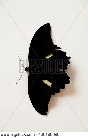 Black Colored Butterfly With A Cream Spot On Its Wings Against White Background