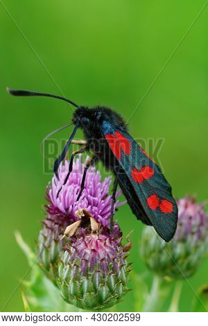Vertical Closeup On The Colorful  Day-flying Moth, Zygaena Filipendulae Or Six Spot Burnet