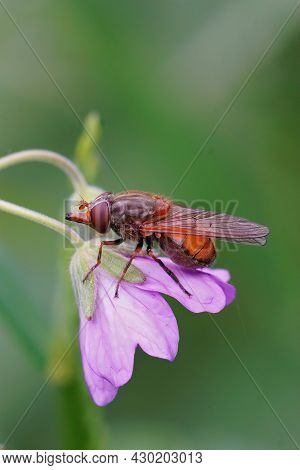 A Colorful, Common Red Snoutfly , Rhingia Campestris, Sitting On The  Purple Flower Of A Mountain Cr