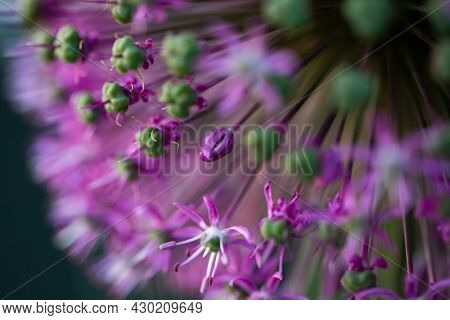 abstract purple giant allium flower