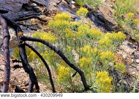 Lush Chaparral Plants With Flower Blossoms Besides Burnt Shrubs From A Past Wildfire On A Burn Area 
