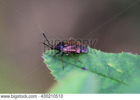 A Purple Brownish, Elongated Bug On The Tip Of A Leaf.