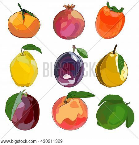 Vector Illustration Set Fruit Isolated On White Background