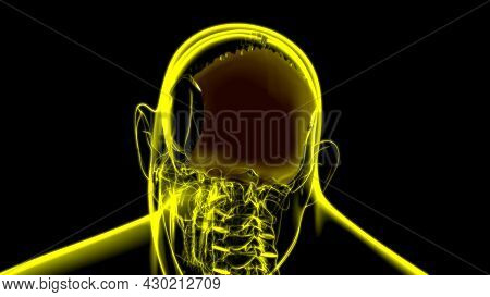 Human Skeleton Skull Occipital Bone Anatomy For Medical Concept 3d Illustration