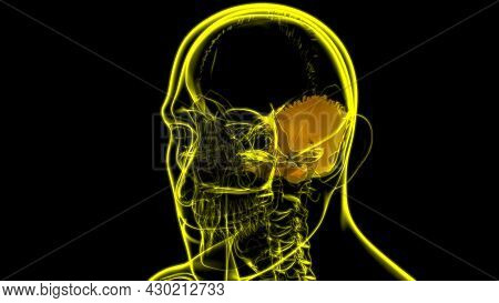 Human Skeleton Skull Occipital Bone Anatomy For Medical Concept