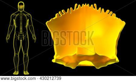 Human Skeleton Skull Occipital Bone Anatomy For Medical Concept