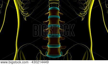Human Skeleton Vertebral Column Lumbar Vertebrae Anatomy