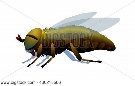 Horsefly, Parasite Insect, Carriers Of Anthrax And Other Diseases, Bloodsucker. Color Vector Illustr