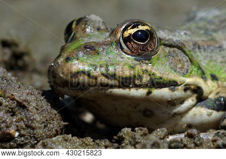 Water Frogs. Bright Green Frog Close Up. River Green Frog Portrait.