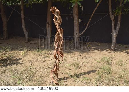 Dried Ixora Plant Which Is Completely Dried Due To Not Watering Summer Hot Climate Weather Sunlight